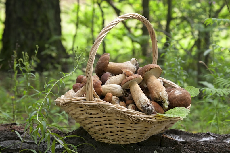 How to Forage for Mushrooms