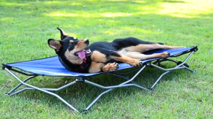 5 Best Dog Beds For Camping and The Outdoors!