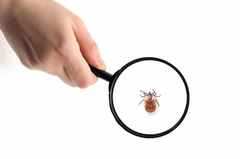 Protecting Yourself From Lyme Disease