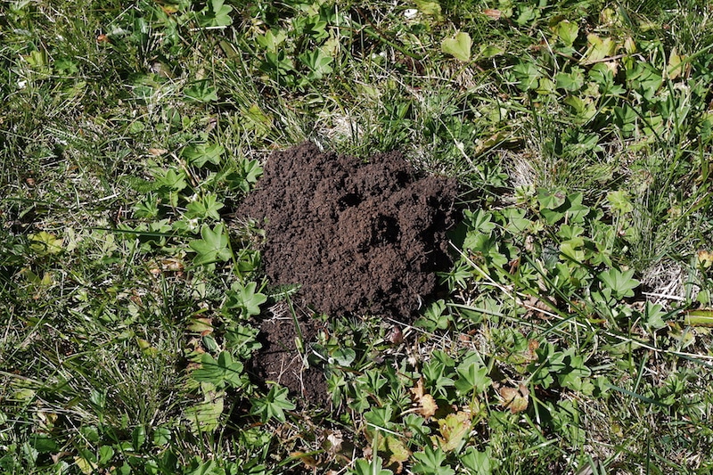 How to Make a Cat Hole