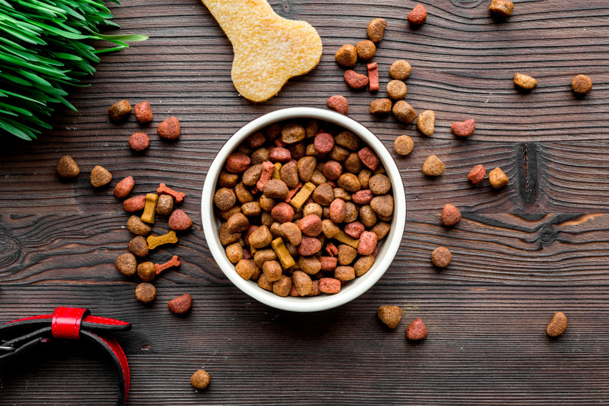 Top 5 Best Dog Food Travel Containers for Camping
