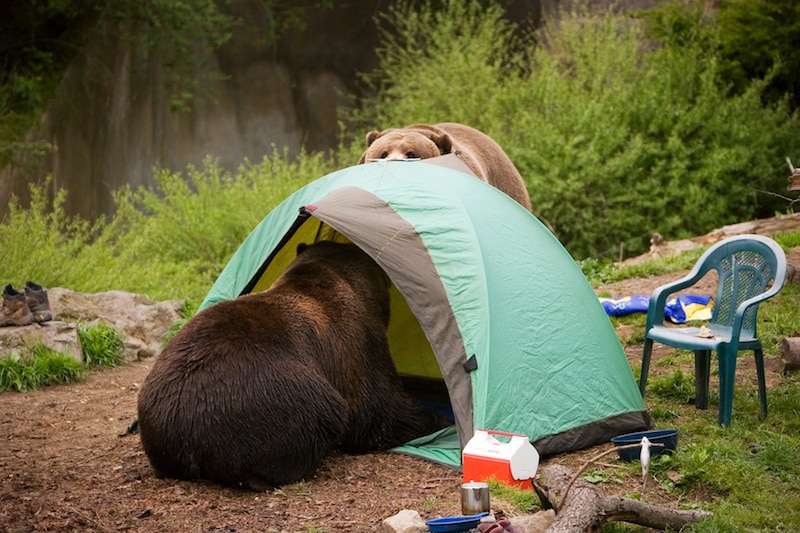 Clean Your Cookware to Avoid Attracting Animals
