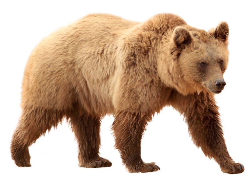 Why You Should Have Bear Spray