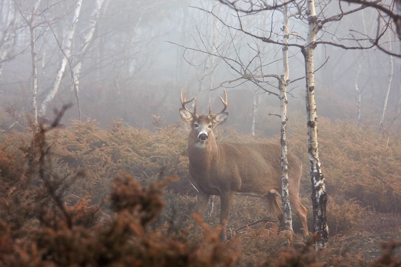 How to Interact With Wildlife While Camping