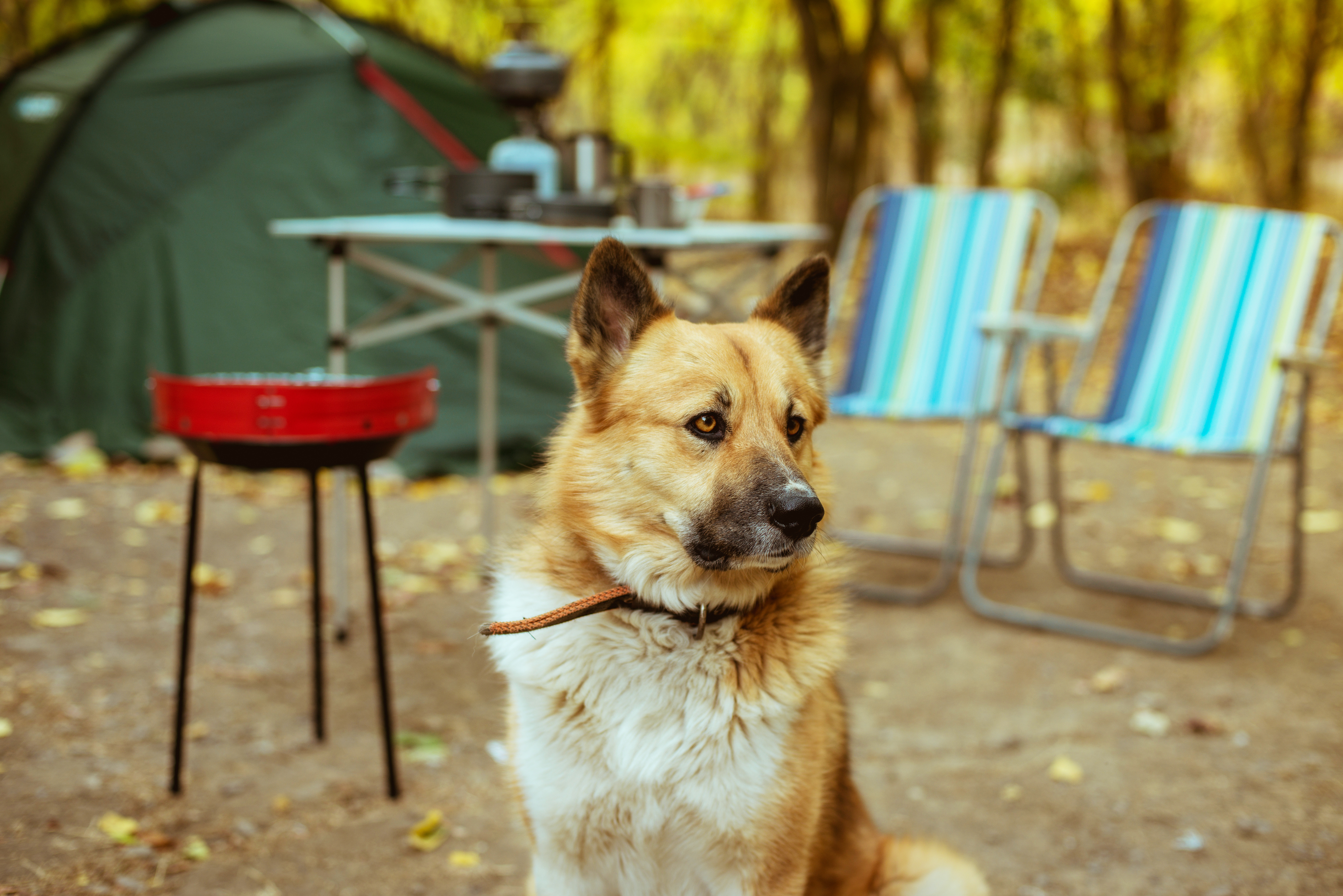 Why You Need Dog Food Travel Containers for Camping