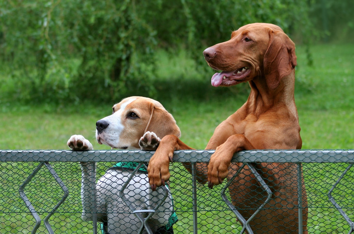 Top 5 Best Portable Dog Fences For Camping