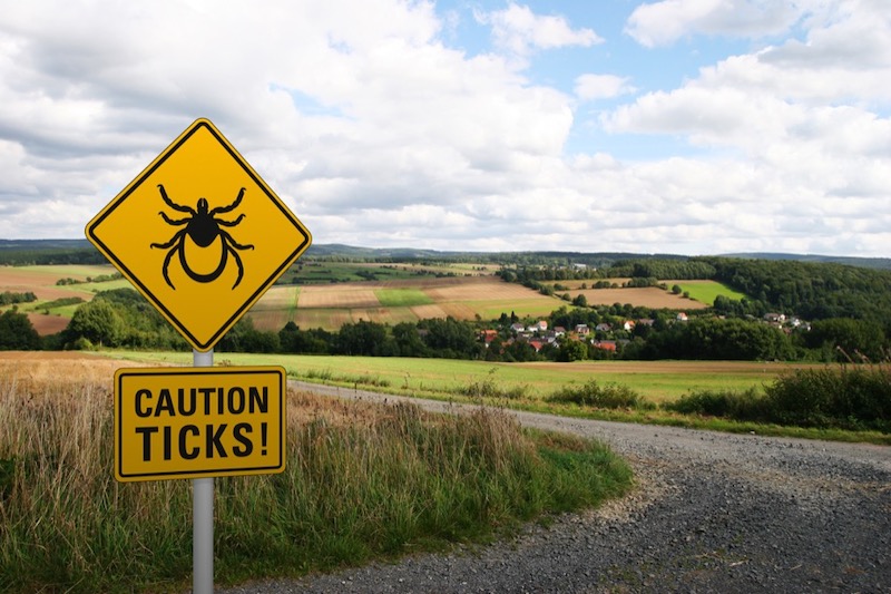 How to Prevent Getting Lyme Disease