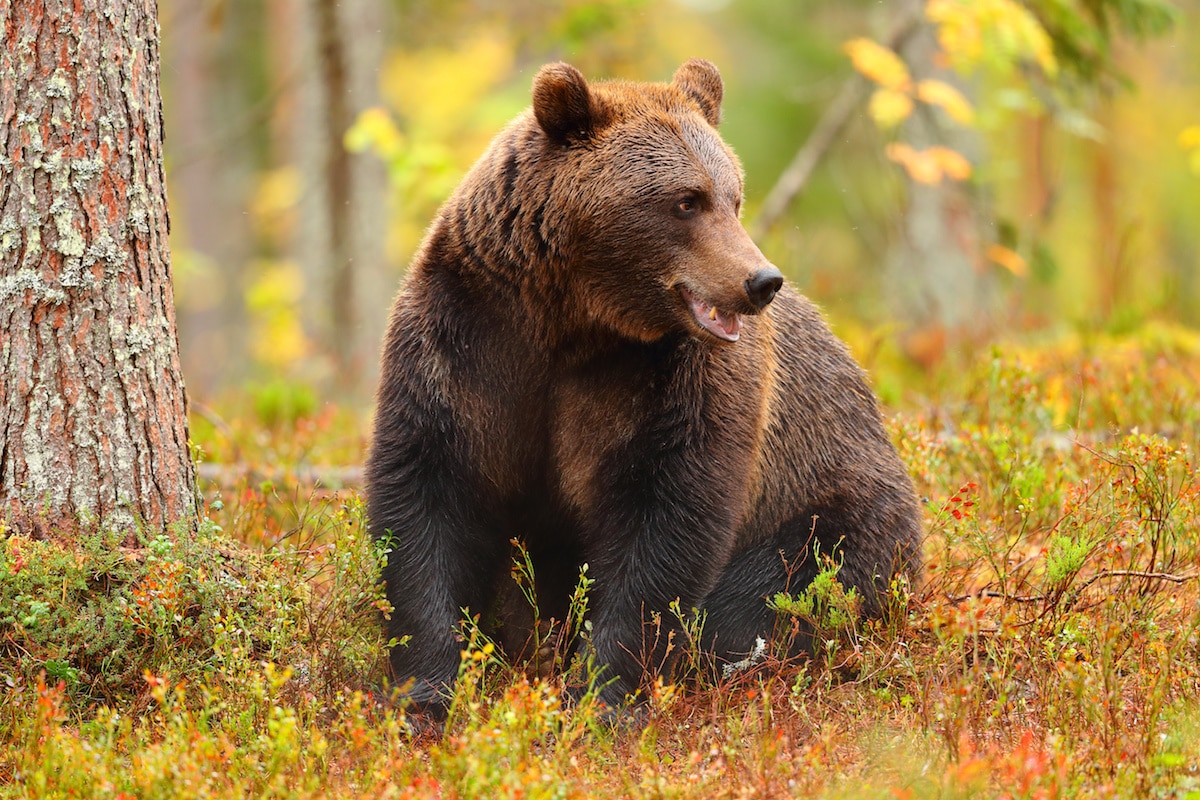 Top 5 Best Bear Bells for Hiking