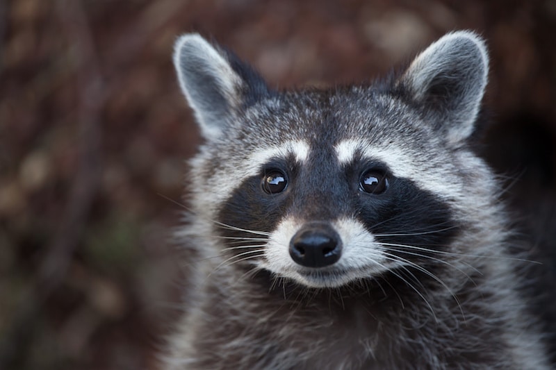Common Animal Encounters While Camping