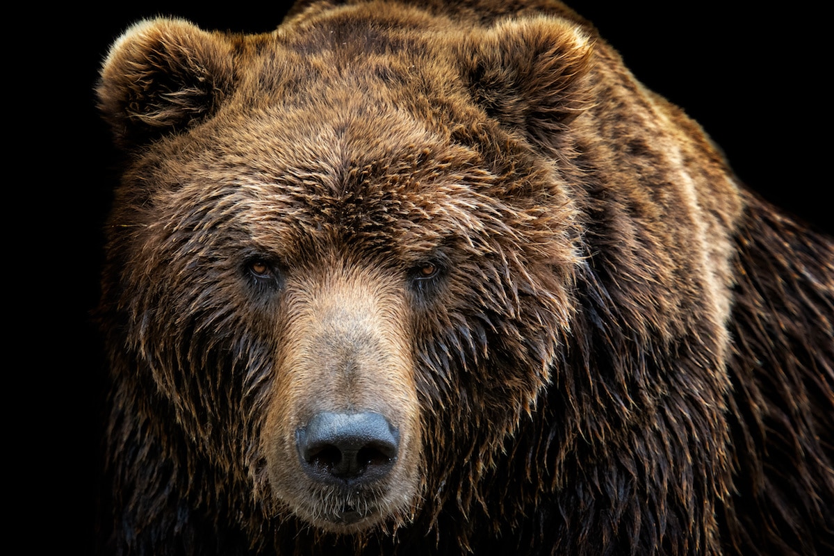 Top 5 Best Bear Sprays for Camping